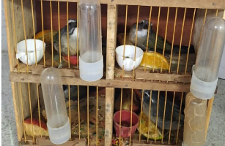 PRF resgata aves silvestres em condições precárias em Vitória da Conquista