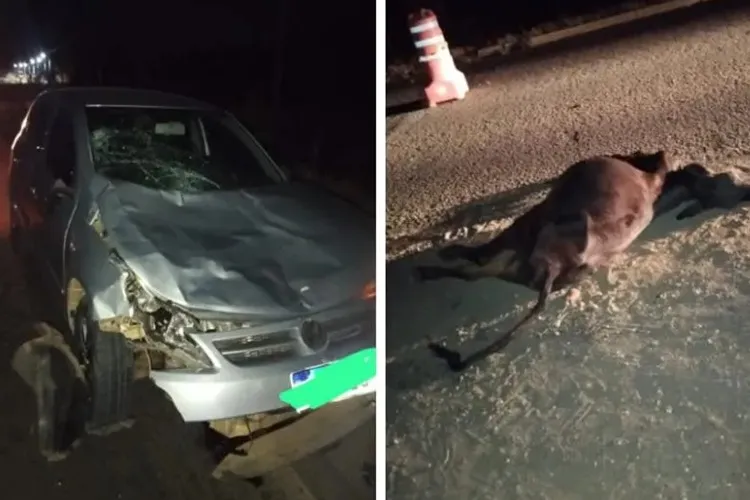 Motorista colide contra animal solto BR-122 em Guanambi