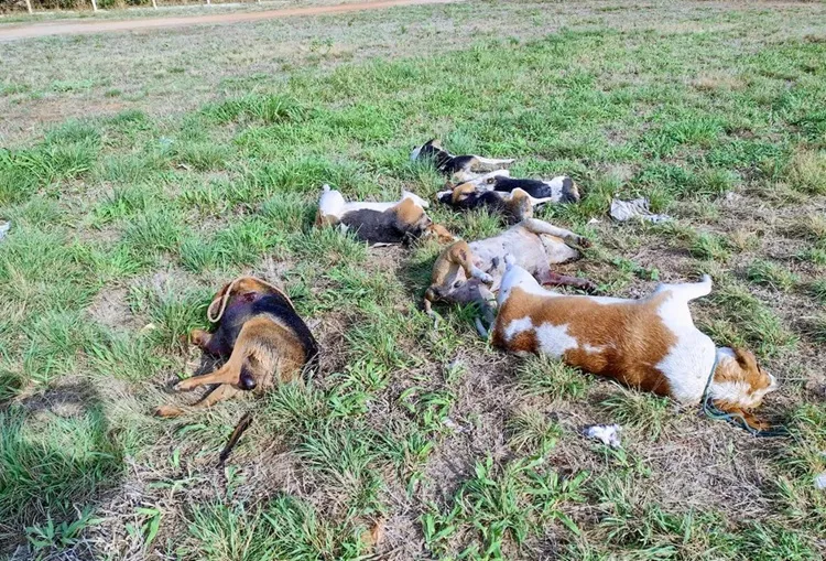 Cães são encontrados mortos e com marcas de tiros em Luís Eduardo Magalhães