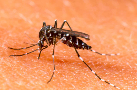 Brasil registra mais de 460 mil casos de dengue até março