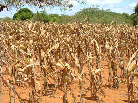 Malhada de Pedras: Agricultores devem receber Garantia-Safra este mês