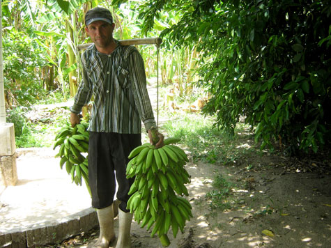 Agricultura familiar representa 77% dos empregos no setor agrícola