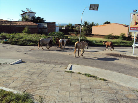 Vereadora sugere criação de setor para remoção de animais das ruas de Brumado