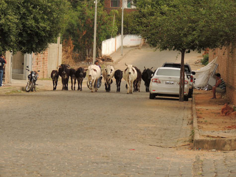 Manada é flagrada solta nas ruas de Brumado