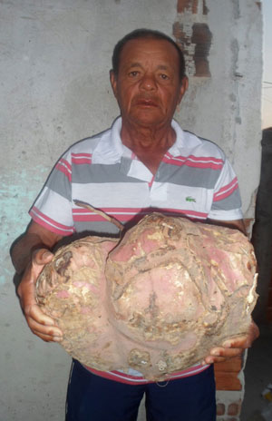 Aracatu: Agricultor colhe batata gigante