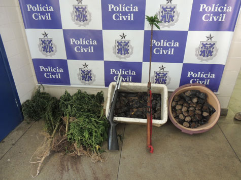 Barra da Estiva: Polícia descobre plantação de maconha em comunidade rural