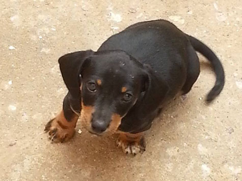 Brumado: Cachorro da raça Basset some no Bairro Santa Tereza