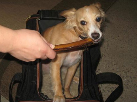 Brasil: Cães e gatos poderão ter passaporte