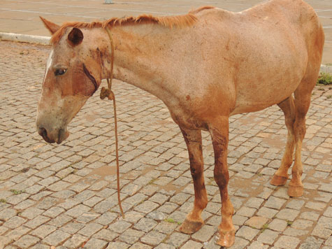 Brumado: Animais são mal tratados no Bairro Santa Tereza