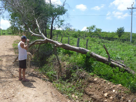 Condeúba: Chuva forte destelha casas, derruba árvores e obstrui estradas