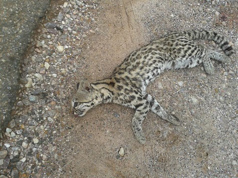 Corpo de filhote de jaguatirica é encontrado às margens da BA-148
