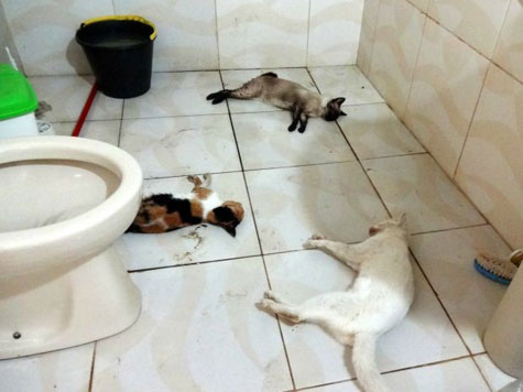 Itapetinga: Nove gatos morrem envenenados