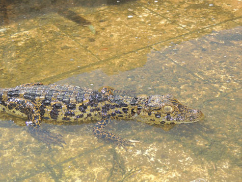 Filhote de jacaré é encontrado na zona rural de Brumado