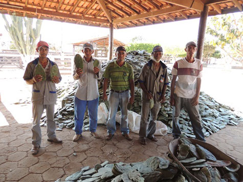 Lagoa Real: Agricultores familiares recebem do poder público raquetes de palmas