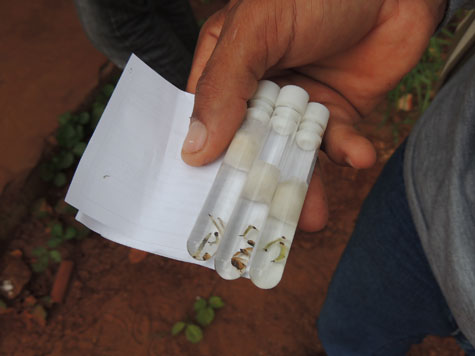 Brumado: Agentes de endemias encontram larvas da dengue em Pedra Preta e alertam populares
