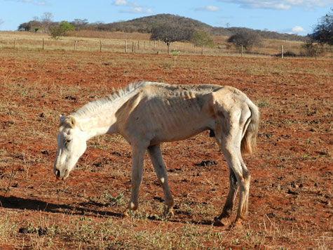 Macaúbas: Animais apreendidos pela Prefeitura passam fome