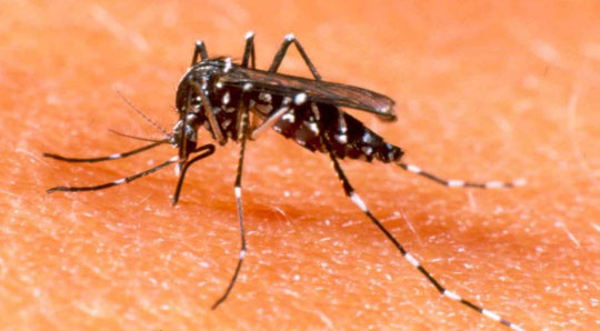 Planos de saúde são obrigados a cobrir testes rápidos de dengue e chikungunya