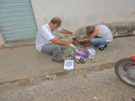 ONG presta atendimento a cães que sofrem maus tratos em Brumado