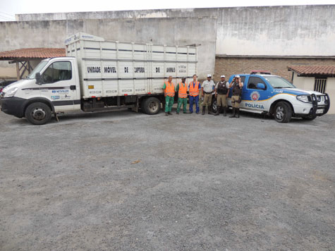 Brumado: Animais são recolhidos de rodovia