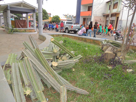 Brumado: Em dia de meio ambiente prefeitura derruba mandacaru