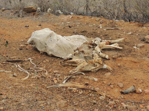 Brumado: Seca castiga o Distrito de Itaquaraí