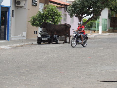Brumado: Vaca preta desfila pelo centro comercial no Dia de Finados