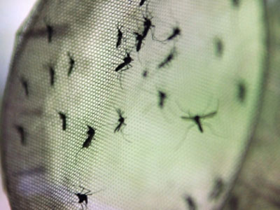 Brasil vai testar vacina contra dengue em humanos
