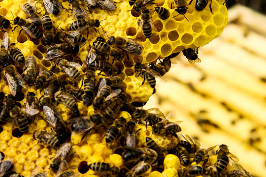 Homem morre após receber 700 picadas de abelha