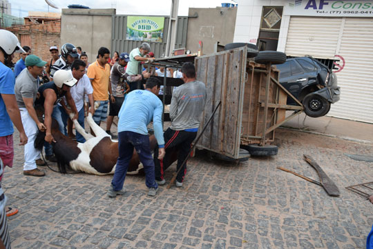 Acidente envolvendo três veículos deixa cavalo de raça ferido em Brumado