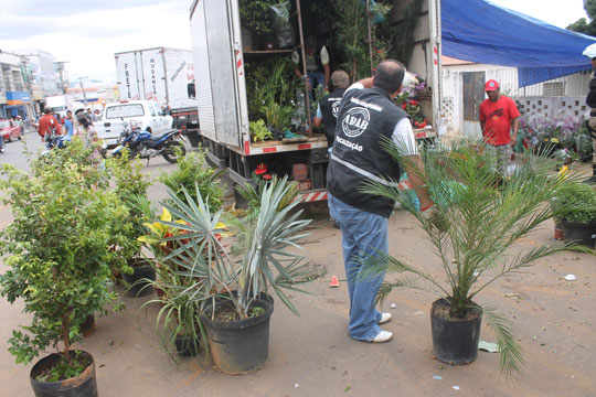 ADAB faz apreensão de 500 mudas ornamentais em Brumado