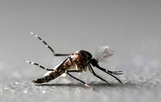 Casos de dengue, chikungunya e zika caem quase 90% neste ano