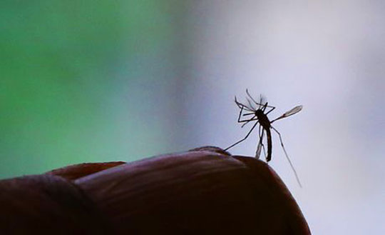 Dia de Mobilização para combate ao Aedes aegypti acontece neste sábado (13) em todo país