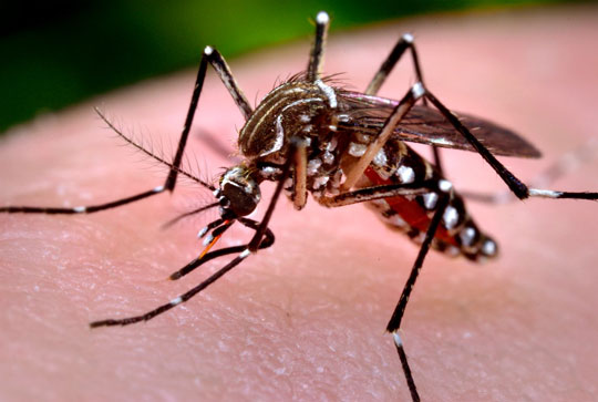 Casos de chikungunya crescem 850% e superam os zika em 2016