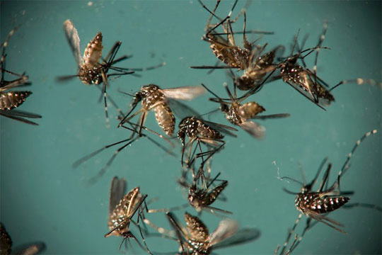 541 casos de dengue, zika vírus e chikungunya são notificados em Guanambi