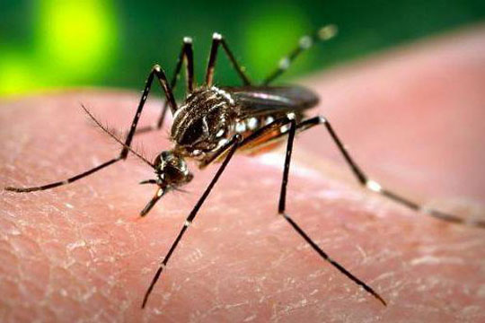Vírus mayaro: A nova ameaça do mosquito Aedes aegypti