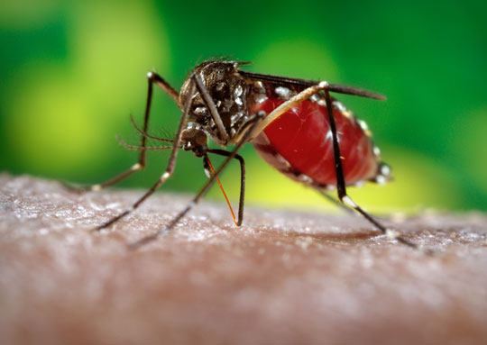 Dilma Rousseff diz que população precisa se mobilizar na guerra contra o aedes aegypti