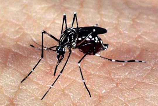Casos de dengue aumentam 178% e matam 843 brasileiros em 2015