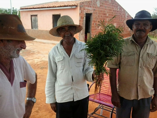 Agricultores baianos encontram erva nativa que seria a cura para dengue, zika e chikungunya