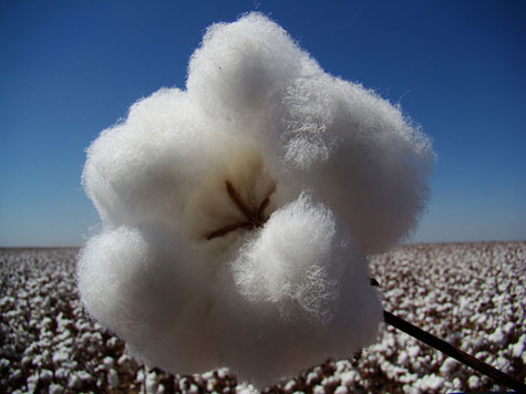 Bahia: Produção de algodão deve ter aumento de 38%