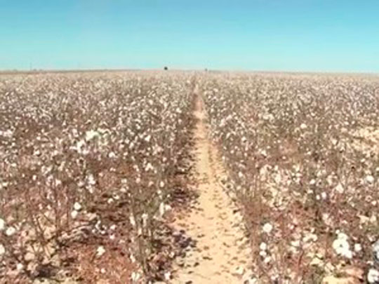 Produtores do oeste da Bahia buscam crédito após prejuízo de R$ 1 bilhão