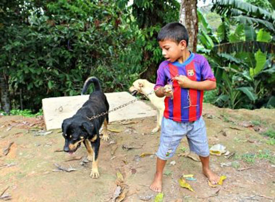 Amazonas: Cão guia criança perdida em selva por 24 horas