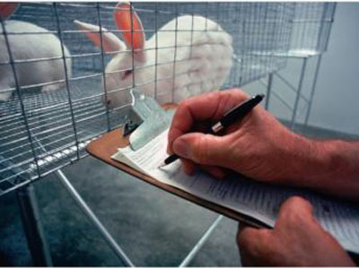 Câmara aprova projeto que proíbe uso de animais em testes para fabricação de cosméticos