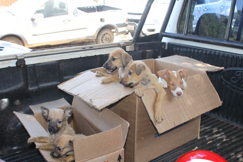 Polícia fecha feira clandestina de animais em Brumado