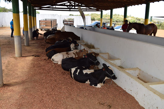 Rebanhos já podem ser vacinados contra a febre aftosa na Bahia