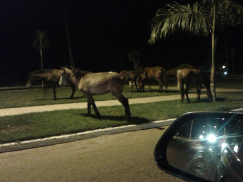 Brumado: Animais pastam em praça na Avenida Lindolfo de Brito