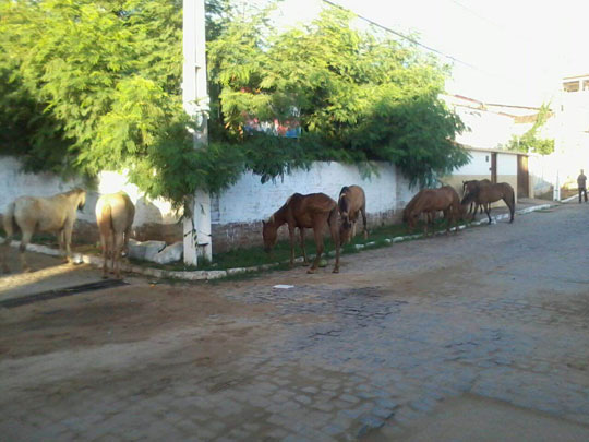 Animais continuam pastando pelas ruas de Brumado