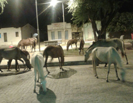 Brumado: Praça da Vila Presidente Vargas vira curral