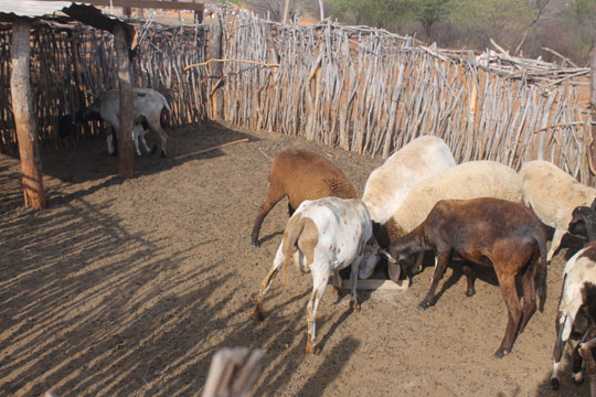 Animais são atacados na Lagoa do Arroz em Brumado; moradores suspeitam de chupa-cabra