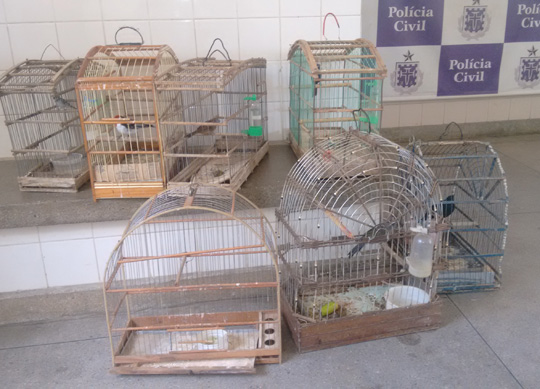 Brumado: Em busca de arrombadores, policia recolhe aves silvestres em cativeiro