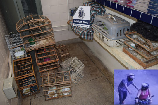 Polícia apreende animais silvestres mantidos em cativeiro em Brumado